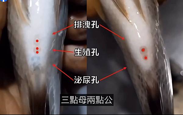 吳郭魚/天道盟天鷹會與不倒會黑道份子以一斤42元的進貨價向南 吳郭魚/天道盟天鷹會與不倒會黑道份子以一斤42元的進貨價向南