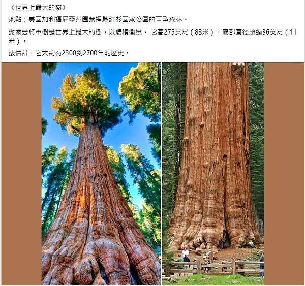 樹是地球上最長壽的生物/樹中『壽星』最長壽的樹：歐洲雲杉樹齡