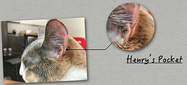 貓耳袋:又叫亨利氏袋(Henry’s Pocket),獨特嘅 貓耳袋:又叫亨利氏袋(Henry’s Pocket),獨特嘅