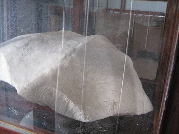 臺南開元寺所藏化石