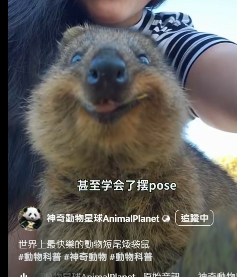 澳洲短尾袋鼠自拍爆紅 可愛指數破表/短尾矮袋鼠