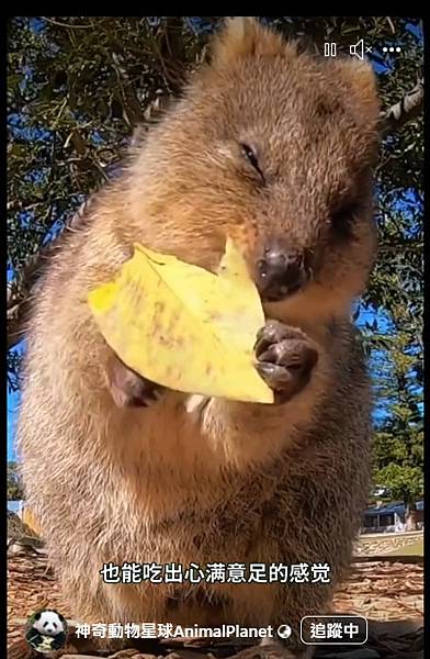 澳洲短尾袋鼠自拍爆紅 可愛指數破表/短尾矮袋鼠