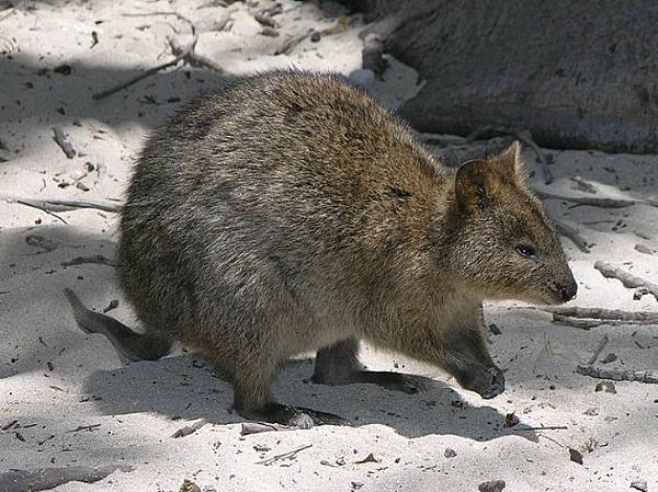 澳洲短尾袋鼠自拍爆紅 可愛指數破表/短尾矮袋鼠