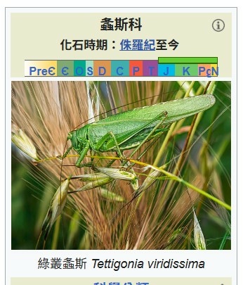 螽斯-蟈蟈、紡織娘、長角蚱蜢-依種類而有數種不同的俗稱,例如 螽斯-蟈蟈、紡織娘、長角蚱蜢-依種類而有數種不同的俗稱,例如