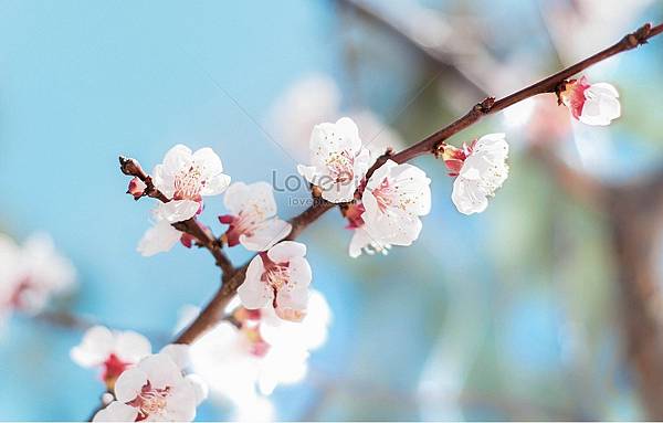 明沈週《杏花圖》及第花,祝賀劉布考中進士而作,牡丹代表富貴, 明沈週《杏花圖》及第花,祝賀劉布考中進士而作,牡丹代表富貴,