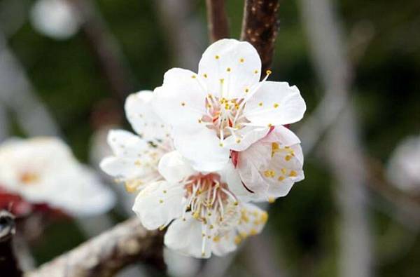 明沈週《杏花圖》及第花,祝賀劉布考中進士而作,牡丹代表富貴, 明沈週《杏花圖》及第花,祝賀劉布考中進士而作,牡丹代表富貴,