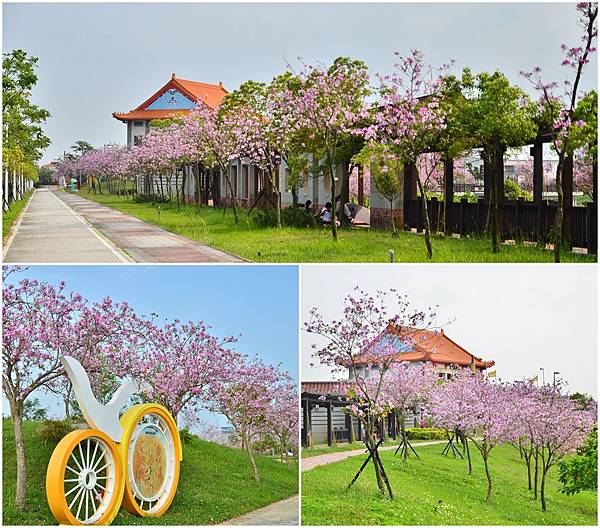 台南新市區 新港社地方文化館 南科盛開的羊蹄甲 像偶像劇場景浪漫指數爆表 貪吃媽媽liz帶著勛勛玩世界