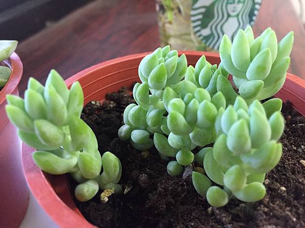 小植物1.jpg 小植物1.jpg
