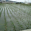 民宿附近到處都是這種田