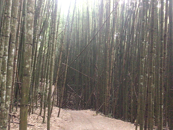 司馬庫斯二日遊(中)