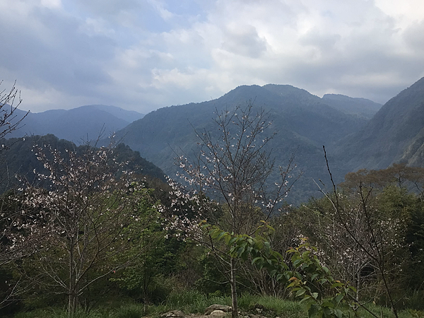 司馬庫斯二日遊(中)