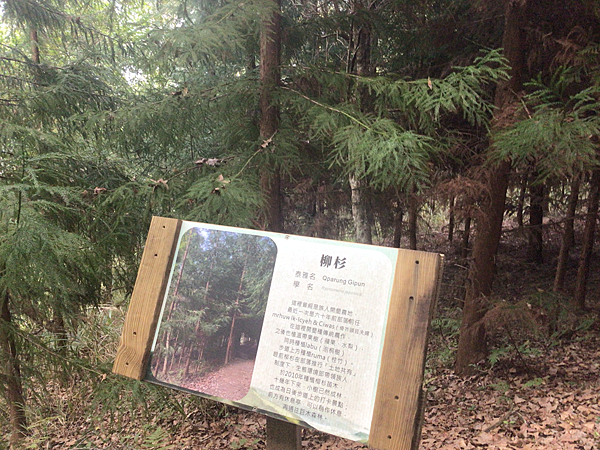 司馬庫斯二日遊(中)