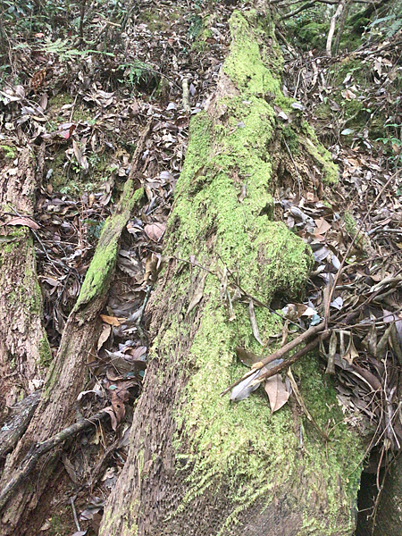 司馬庫斯二日遊(中)