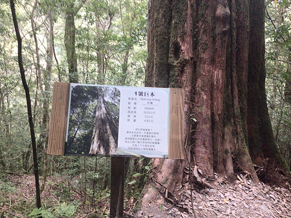 司馬庫斯二日遊(中)