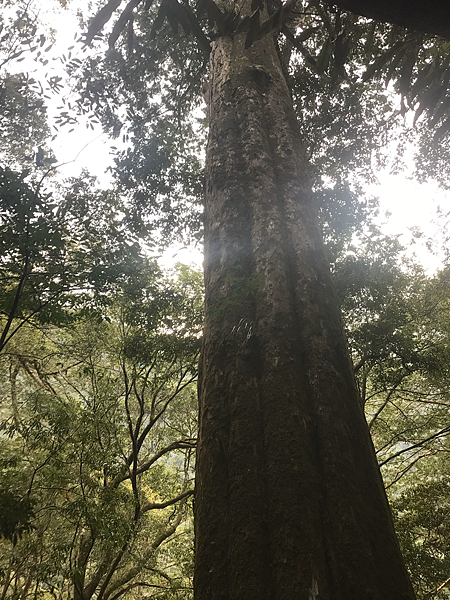 司馬庫斯二日遊(中)