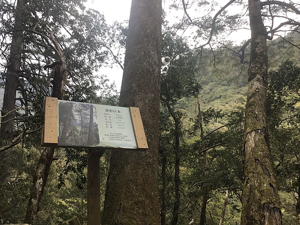 司馬庫斯二日遊(中)