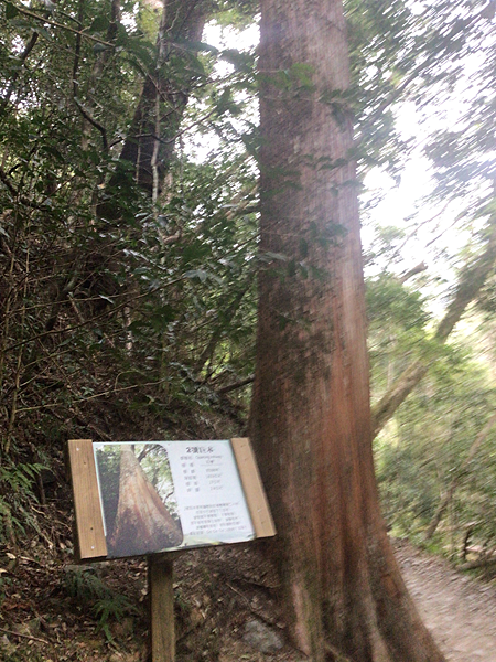 司馬庫斯二日遊(中)