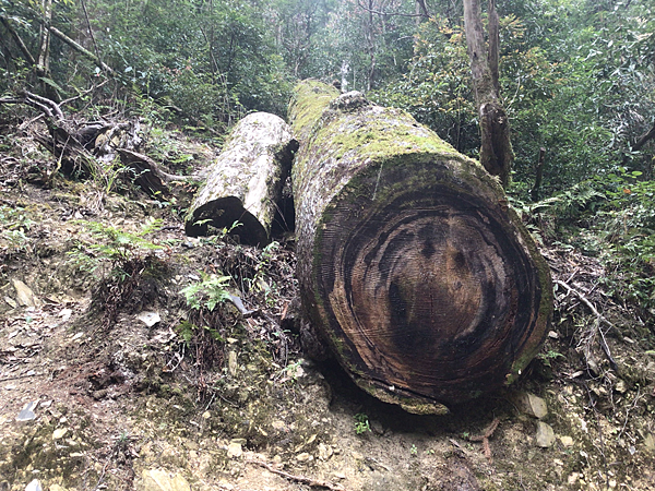 司馬庫斯二日遊(中)