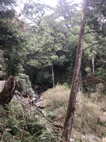 司馬庫斯二日遊(中)