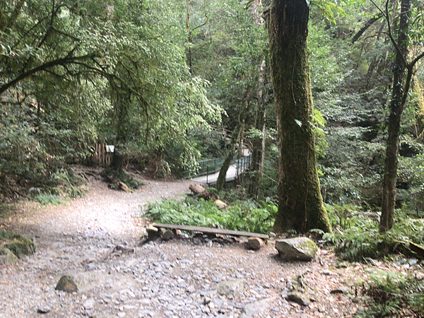 司馬庫斯二日遊(中)