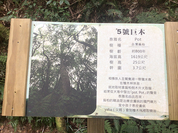 司馬庫斯二日遊(中)