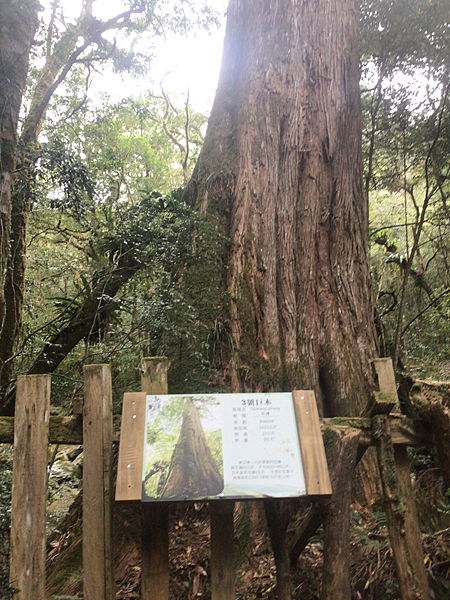 司馬庫斯二日遊(中)