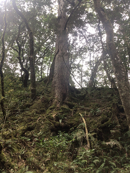 司馬庫斯二日遊(中)