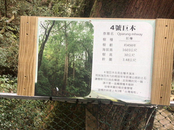 司馬庫斯二日遊(中)