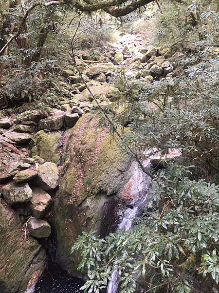 司馬庫斯二日遊(中)