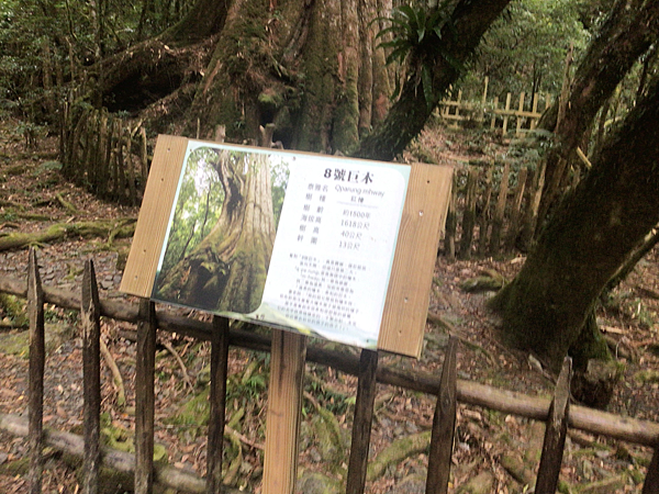 司馬庫斯二日遊(中)