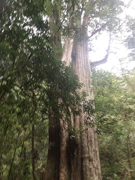 司馬庫斯二日遊(中)