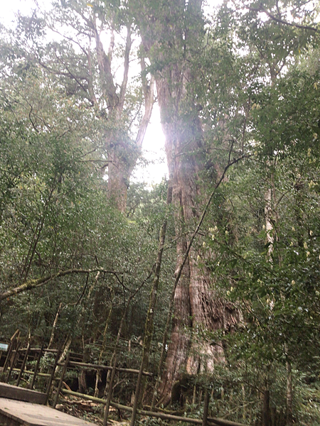 司馬庫斯二日遊(中)