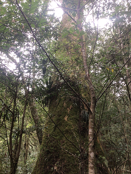 司馬庫斯二日遊(中)