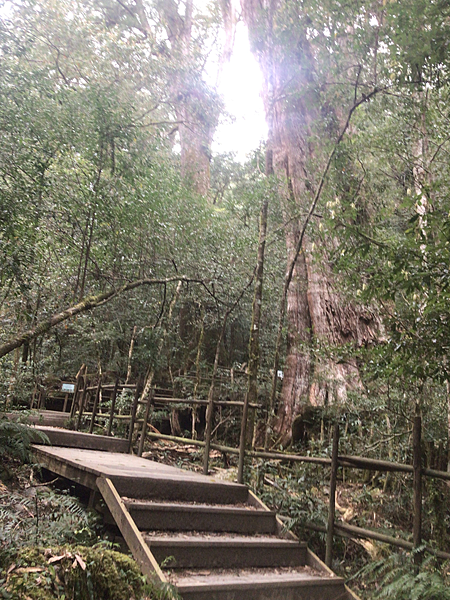 司馬庫斯二日遊(中)