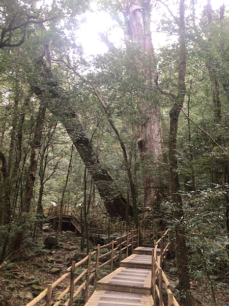 司馬庫斯二日遊(中)