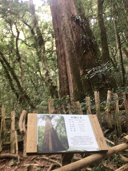 司馬庫斯二日遊(中)