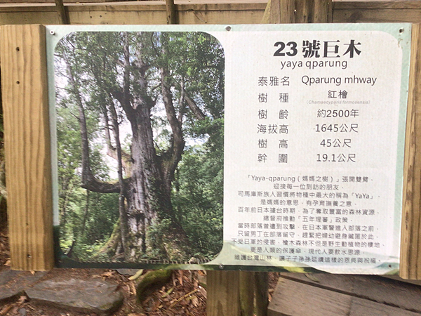 司馬庫斯二日遊(中)