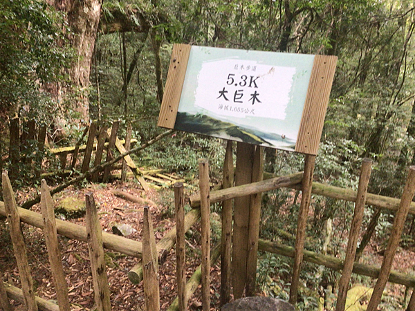 司馬庫斯二日遊(中)