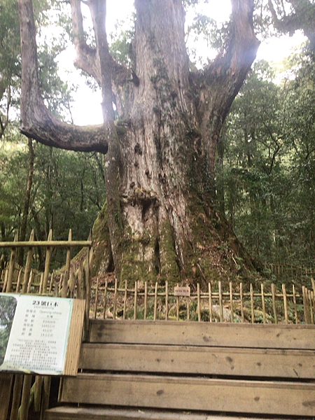 司馬庫斯二日遊(中)