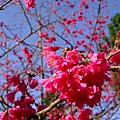 DSCF1406.jpg
