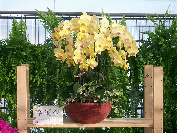 世華駕訓班孫文生0958-363395 229.jpg