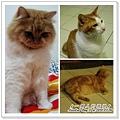 cats homestay-1.jpg