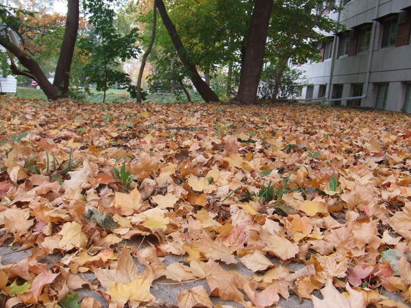 地上的落葉 像地毯一樣