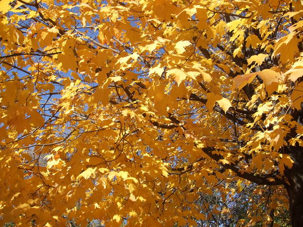 golden maple leaves