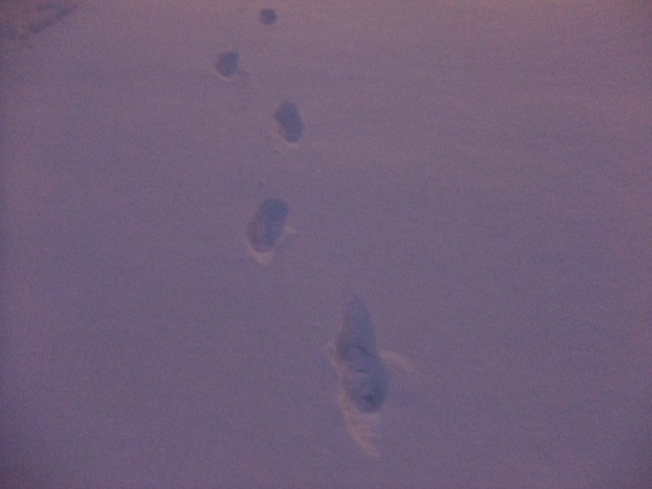 lone footprints