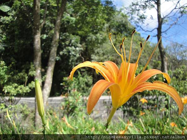 花蓮赤柯山金針花