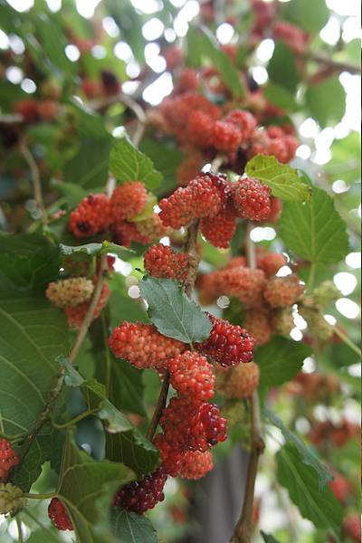 6peYR4KsC82FuesX.YSj3w.jpg 6peYR4KsC82FuesX.YSj3w.jpg