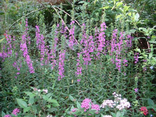 苗栗尖石六號花園