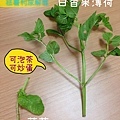 百香果薄荷.JPG