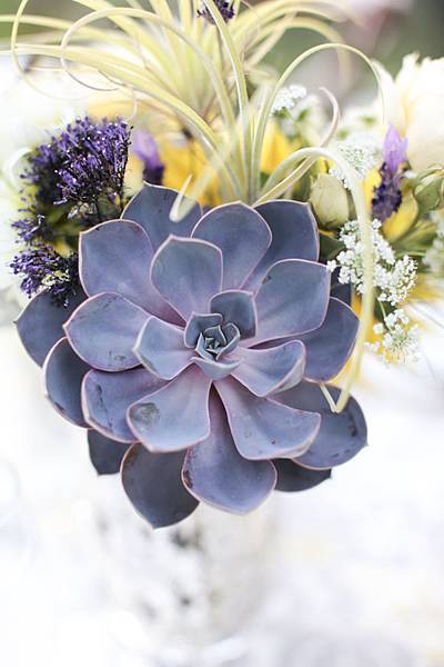 flower~purple.jpg flower~purple.jpg